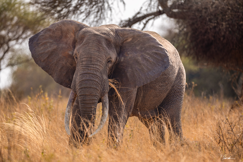 Tarangire National Park