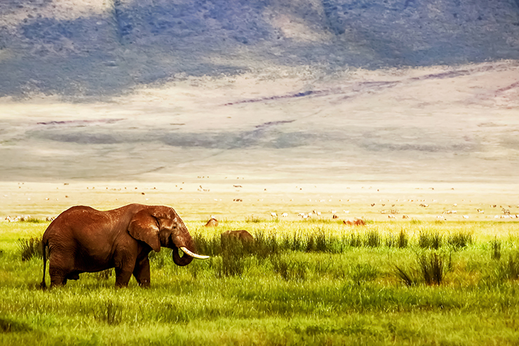 Ngorongoro Conservation Are