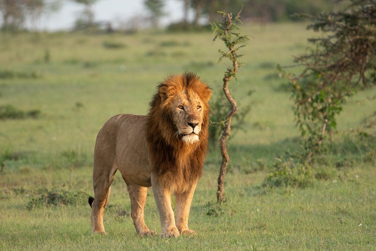 Nyerere National Park