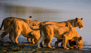 10 Days Northern Circuit Safari & Zanzibar Beach Escape
