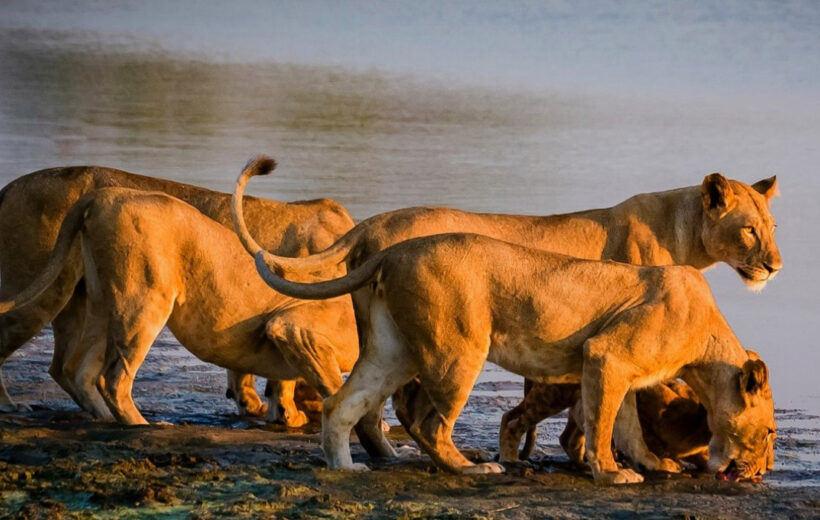 10 Days Northern Circuit Safari & Zanzibar Beach Escape