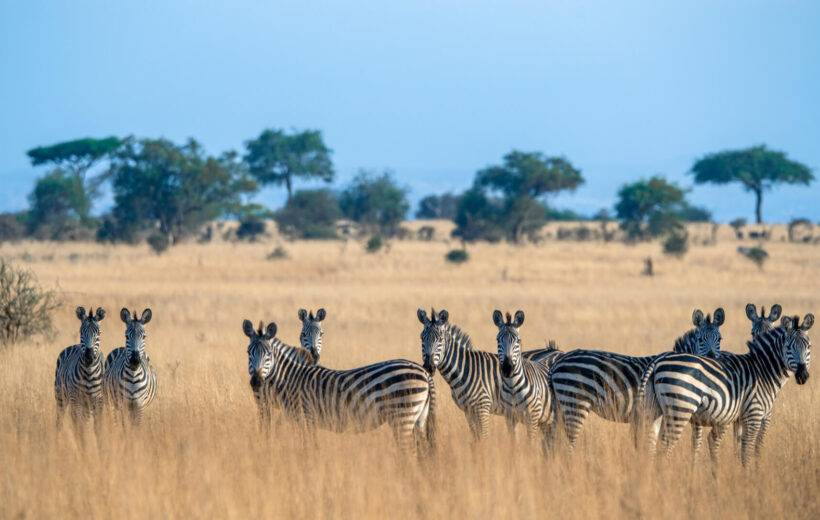 3 Day Mikumi National Park Safari from Dar es Salaam