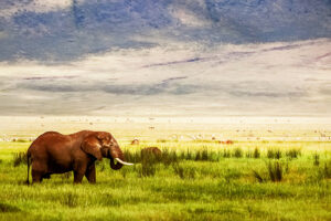 3 Days Zanzibar to Serengeti & Ngorongoro