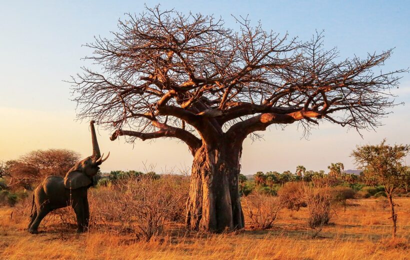 12 Day Southern Tanzania Safari & Zanzibar Beach Retreat