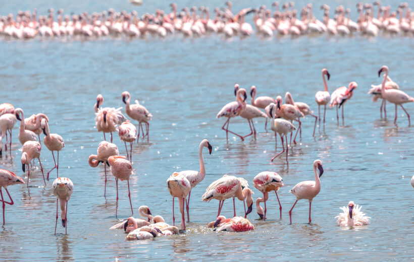 7 Days Tanzania Luxury Wildlife Safari