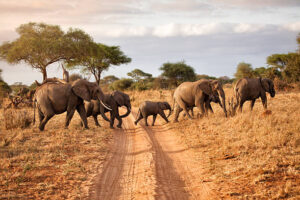 5 Days Tarangire, Serengeti, Ngorongoro & Lake Eyasi