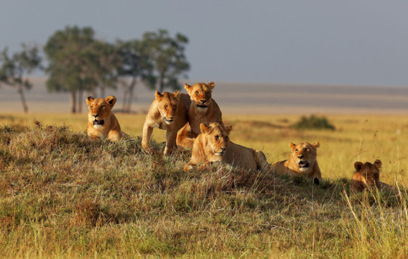 8 Day Tanzania Wildlife Safari Adventure